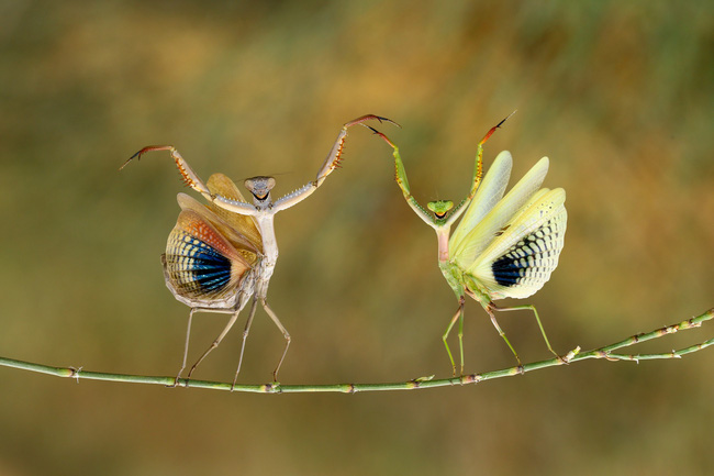 Tập gym online trong thời cách ly