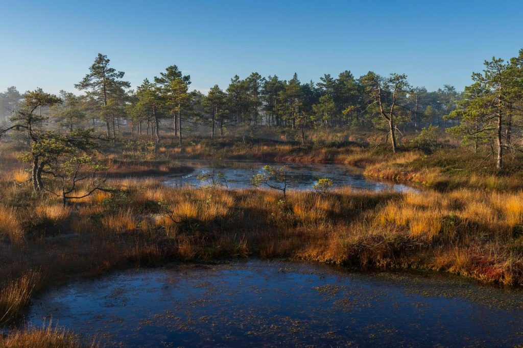 Serene view of misty bog with pine trees and morning sunlight at sunrise, offering untouched natural beauty.
